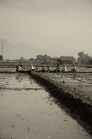 Rice Paddiesの写真素材