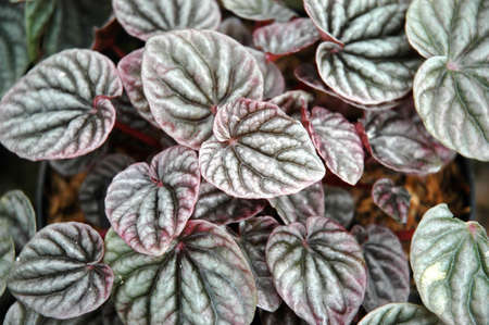 purple leafの写真素材