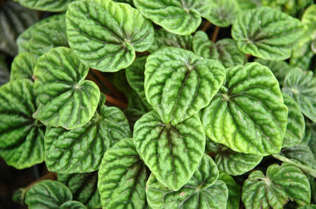 green leaf