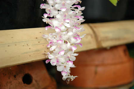 white orchidの写真素材