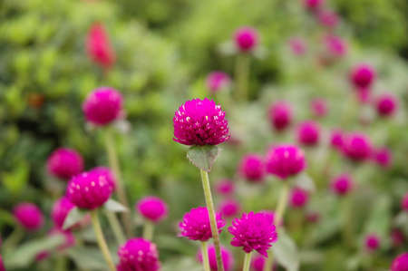 purple flowerの写真素材