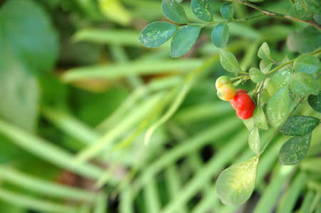 green leafの写真素材