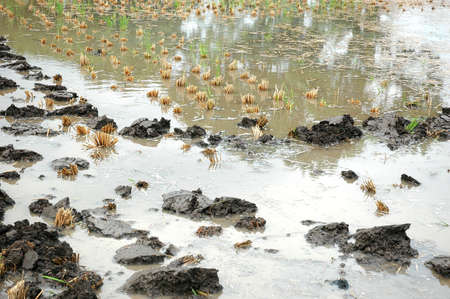 wet landの写真素材