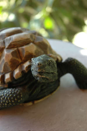 Stone Turtle Statueの写真素材