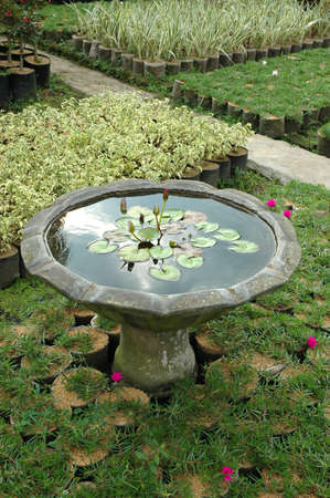 tropical gardenの写真素材