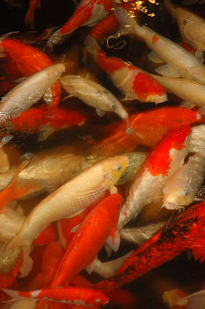 group of fishesの写真素材