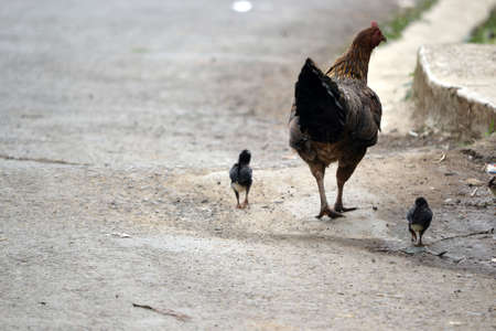 brown chickenの写真素材