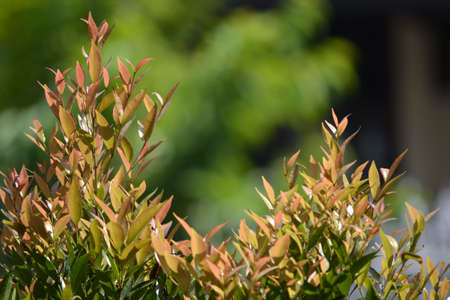  green leaf
