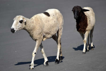 white lambsの写真素材