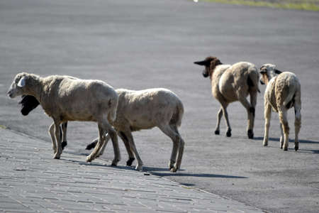 white lambsの写真素材