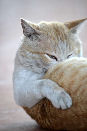 brown catの写真素材