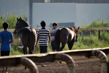 bandung, indonesia-may 31, 2014-man get walking together with his horse in arcamanik horse race arenaのeditorial素材
