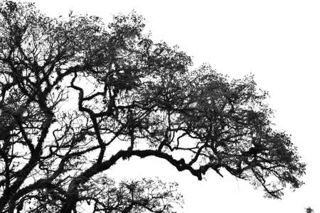 tree branchesの写真素材