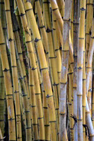 bamboo treeの写真素材