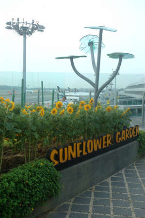 Singapore, Singapore - January 17, 2014: Sunflower garden at Changi International Airport, Singapore.のeditorial素材