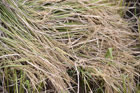 ricefieldの写真素材