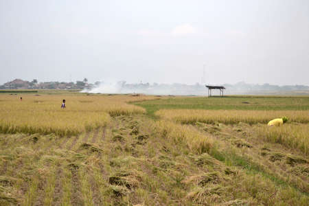 ricefieldの写真素材
