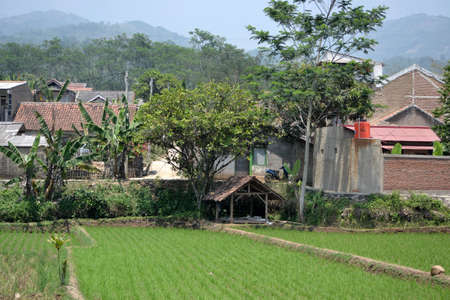 ricefieldの写真素材