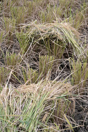 ricefieldの写真素材