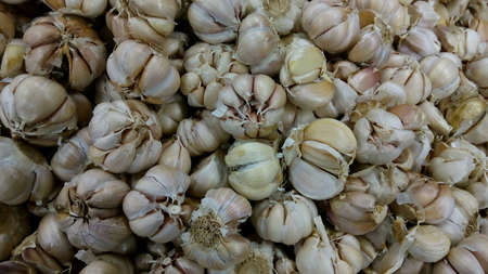 Garlicの素材