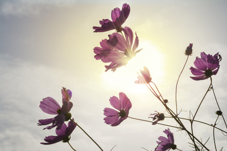 Purple Cosmos Flowers Viewed From The Ground Towards Blue Sky With Sun Flare.の写真素材
