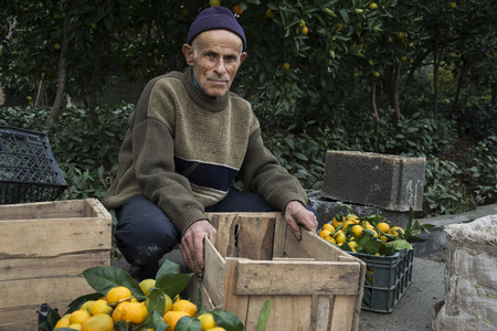 Gilan Province- North of  IRAN-December 19, 2014- Elderly Farmer Brought Oranges For Sale Beside of Street.のeditorial素材