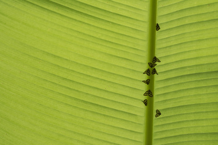 Small vermin Ready for Daily Life at Morning beneath Banana Leafの写真素材