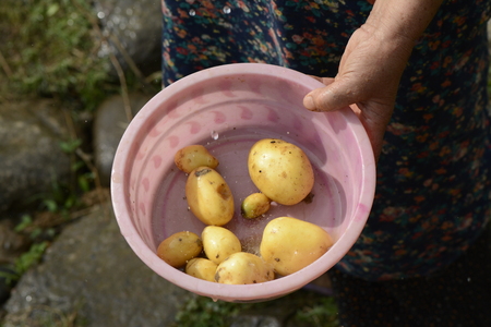 Elderly woman holding a small pink wash tub of fresh potatos by hand under rain drops.の写真素材