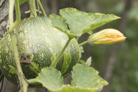 Close up home grown produce pumpkin plant with flowerの写真素材