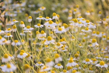 Matricaria chamomille (camomile, wild chamomile or scented mayweed) in bloom at sunlight, aromatic clusters of flowers of long stalked heads, floral background. Inspirational nature closeup backgroundの写真素材