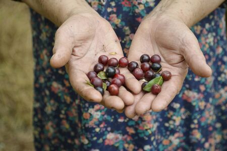 Close up view of senior woman hands holding some fresh spring time plums 