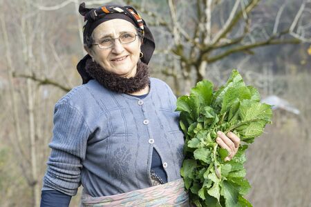 Portrait of an elderly woman picking some of fresh herbal vegetables from garden, healthy lifestyle...