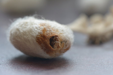 Empty silk cocoon shell , silk moth comes out from it.の写真素材