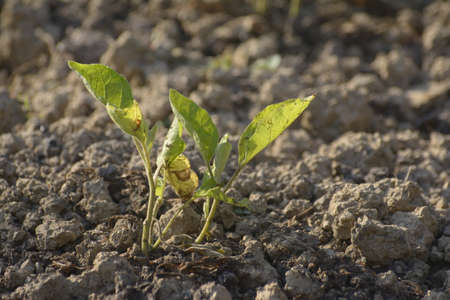 Young sprout of eggplant in the garden in the dry soil. Eco farming concept. Selective focus photo