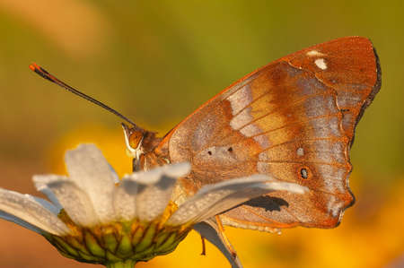 Beautiful butterflyの写真素材