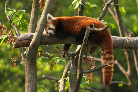 Red pandaの写真素材