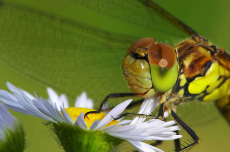 Deformation dragonflyの写真素材