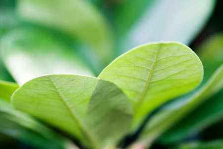 Green leaf background low apertureの写真素材