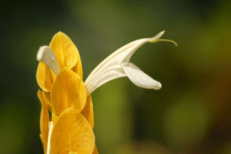Beautiful flower on the green backgroundの写真素材