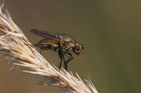 A fly