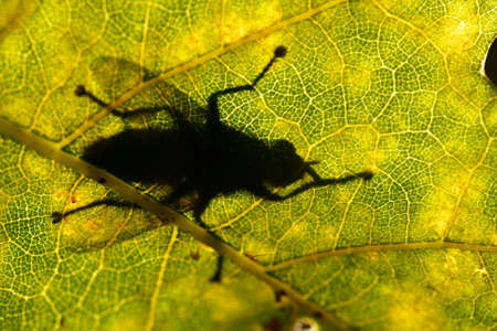 Detail of leafの写真素材