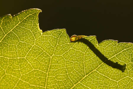 Detail of leaf with caterpillarの写真素材