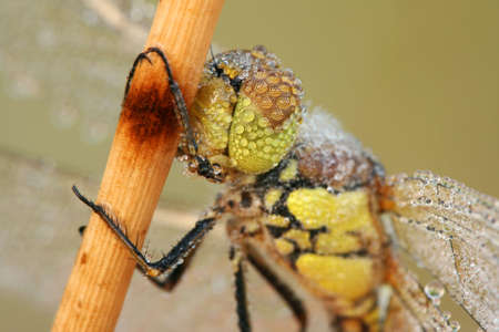 Dew on dragonfly - extreme closeup