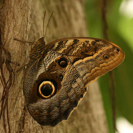 The owl butterflyの写真素材