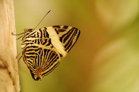 Tropical butterflyの写真素材