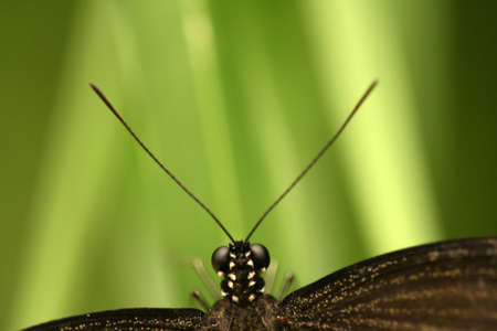 Tropical butterfly with antennaeの写真素材