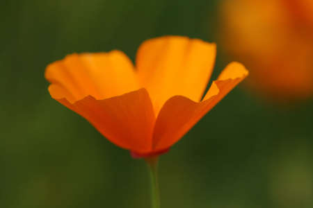 Poppyの写真素材