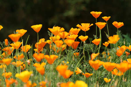 Poppy Fieldの写真素材