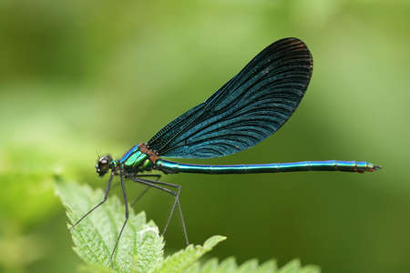 Closeup of dragonfly Calopteryx virgoの写真素材