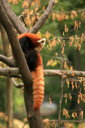 Sleeping red pandaの写真素材